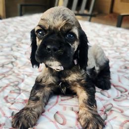 Gray Boy - Black white and tan male Cocker Spaniel puppy in Beggs, Oklahoma from Southern Country Cockers