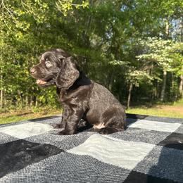 Yellow Collar - Liver male Boykin Spaniel puppy in Comer, Georgia from Weavers Kennels