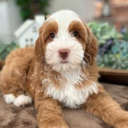 Fiji - Brown and white female Bernedoodle puppy in Ramona, California from Oak Knoll Doodles