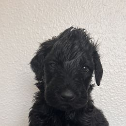 Schnoodle Puppies from Gooch Canines (Giant Schnoodles)