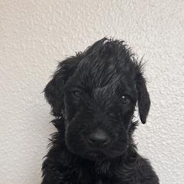 Schnoodle Puppies from Gooch Canines (Giant Schnoodles)