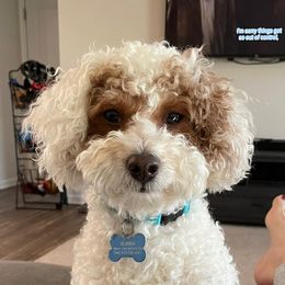 Huey - Poodle