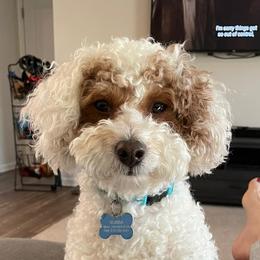 Huey - Poodle