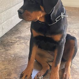 Rottweiler Puppies from GrowHausKennel