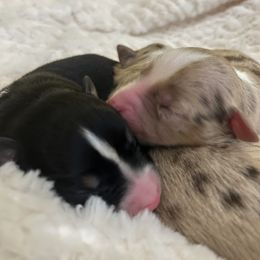 Boy 2 - Red merle male Miniature Australian Shepherd puppy in Hearne, Texas from Wigglebutts Unlimited