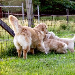 Golden Retriever Puppies from Honeysweet Goldens
