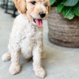 Labradoodle Puppies from M4 Doodles