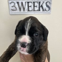 Katniss - Brindle female Boxer puppy in Greenwell Springs, Louisiana from Bayou Boxer Haus - Baton Rouge Boxers