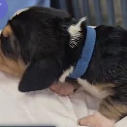 Basset Hound Puppies from Buck Wild 4 Bassets