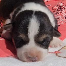 Mango bandana girl - Black and tan female Pembroke Welsh Corgi puppy in Cherokee, Oklahoma from MCS Farms-OK