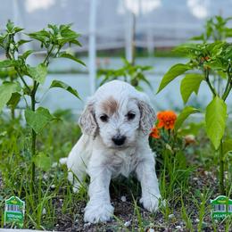 Ginger - Red roan female Cockapoo puppy in Colorado Springs, Colorado from Colorado Cockapoos