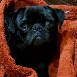 Dalhia - Pug