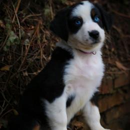 Jingle - Black tri-color female Australian Shepherd puppy in Colfax, Washington from Arbor hill Australian Shepherds