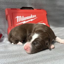 Maiden - Red tri-color female Australian Shepherd puppy in Litchfield, New Hampshire from Aussies Edge Farm