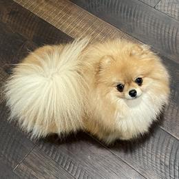 Olivia - Pomeranian