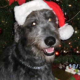 Irish Wolfhound All Grown Up from Cu Caiseal Irish Wolfhounds