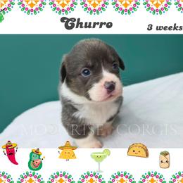 Churro - Gray and white female American Corgi puppy in Mansfield, Ohio from Moonrise corgis