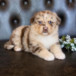 Prince- Has A Tail- Nose Will Fill In - Red merle male Australian Shepherd puppy in Troy, South Carolina from Lana Corley- Australian Shepherds of 3/W Farms