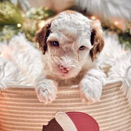 RUDOLPH - Brown and white male Sheepadoodle puppy in Buffalo, Minnesota from Fur-ever Doodles