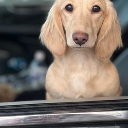 Bernie Bear - Dachshund