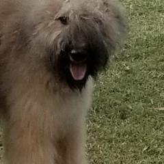 Bouvier des Flandres from Amstream Bouvierz