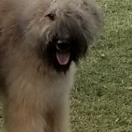 Bouvier des Flandres from Amstream Bouvierz