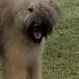 Bouvier des Flandres from Amstream Bouvierz