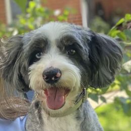 Bernedoodle Puppies from NLB Mini Bernedoodles