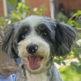Bernedoodle Puppies from NLB Mini Bernedoodles