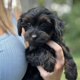 Bella - Black and gold female Yorkipoo puppy in Warren, Michigan from Annette Patterson