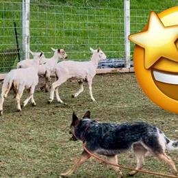 Australian Cattle Dogs from Spotted Ewe ACDs