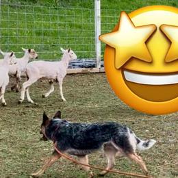 Australian Cattle Dogs from Spotted Ewe ACDs
