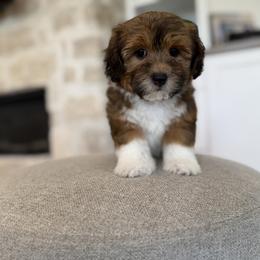 Bernedoodle, Cavapoo, Havanese, and Havapoo Puppies from Lady Paws Puppies - Cassie