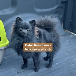 Pogo neutered - Black Pomeranian puppy in Kentucky from Em&M Pomeranians