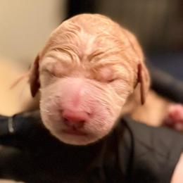 Boy 1 - Cream male Goldendoodle puppy in Puyallup, Washington from Dawnie’s Doodles