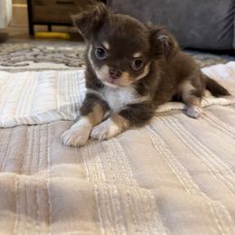 Chihuahua Puppies from My Fuzzy Chihuahuas