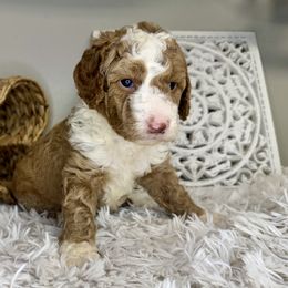 Boy 4 - Brown and white male Bernedoodle puppy in Russiaville, Indiana from Pleasant Creek Minibernedoodles