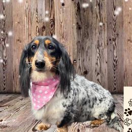 Pearl - Piebald female Dachshund puppy in Adolphus, Kentucky from Walker's Dachshunds