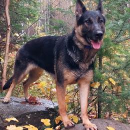 German Shepherd puppies from Vom Aussenseiter