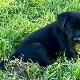 Labrador Retrievers from Rancho Deluxe Retrievers