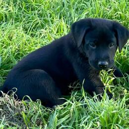 Labrador Retrievers from Rancho Deluxe Retrievers