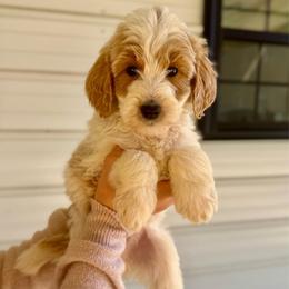 Toffee - Parti male Goldendoodle puppy in Kenansville, North Carolina from J+A Family Doodles
