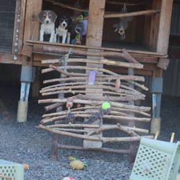Beagle Puppies from Homegrown Beagles