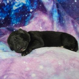Selene - Black female Shiloh Shepherd puppy in Seville, Ohio from Nocturnal Farm Shiloh Shepherds