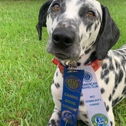 Maggie - Dalmatian