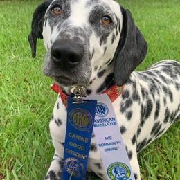 Maggie - Dalmatian