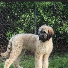 Saint Berdoodle Puppies from Brewer's Doodles