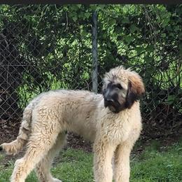 Saint Berdoodle Puppies from Brewer's Doodles