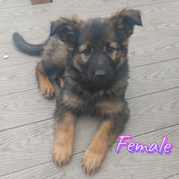 Girl 3 - Black and silver German Shepherd puppy in Bozeman, Montana from Scenic View Ranch Shepherds
