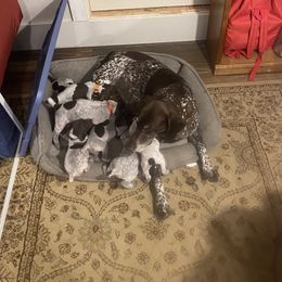 German Shorthaired Pointers from Pointer Creek Gun Dogs